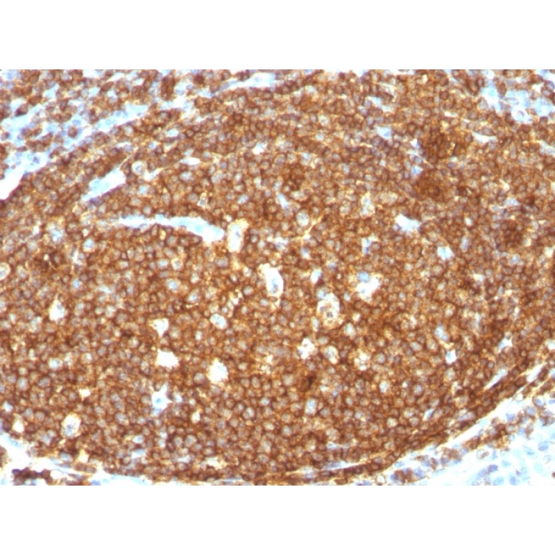 CD45RB (B-Cell Marker)(N/A), CF488A conjugate, 0.1mg/mL