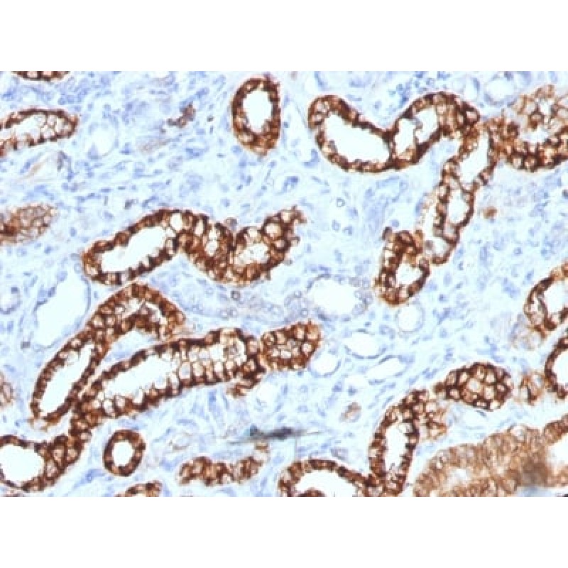 Ksp-Cadherin (Kidney-Specific Cadherin) / CDH16 (rCDH16/1071), CF488A conjugate, 0.1mg/mL