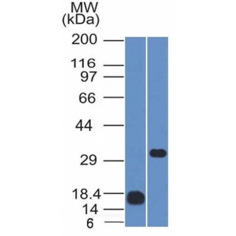 CD79b (B-Cell Marker)(IGB/1843), CF488A conjugate, 0.1mg/mL