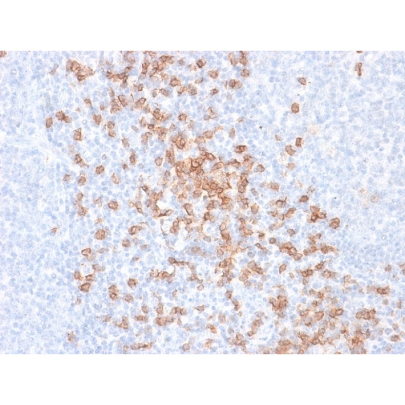 CD8A (Cytotoxic-&Suppressor T-Cell Marker) (rC8/468), CF488A conjugate, 0.1mg/mL