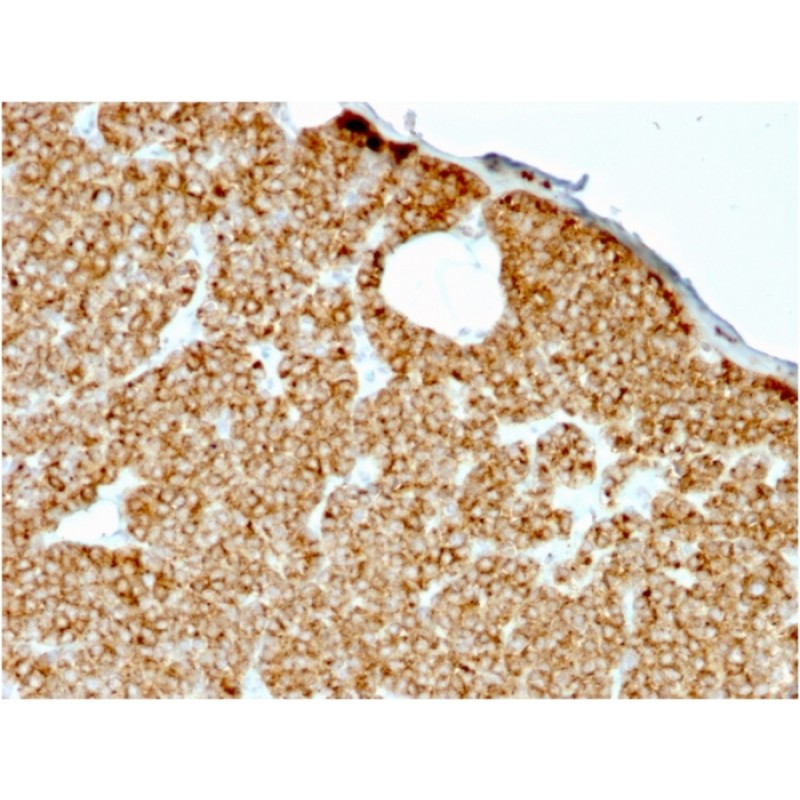 Parathyroid Hormone (PTH) (N-Terminal)(rPTH/911), CF488A conjugate, 0.1mg/mL