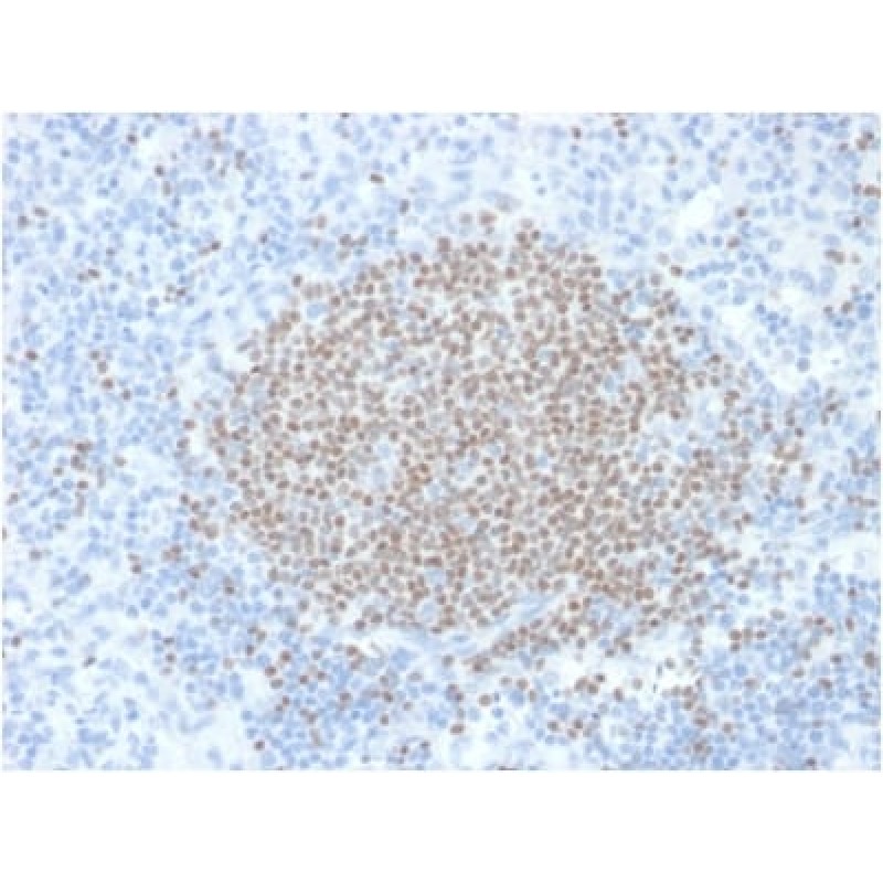 PAX5 / BSAP (Early B-Cell Marker) (PCRP-PAX5-1B7), CF488A conjugate, 0.1mg/mL