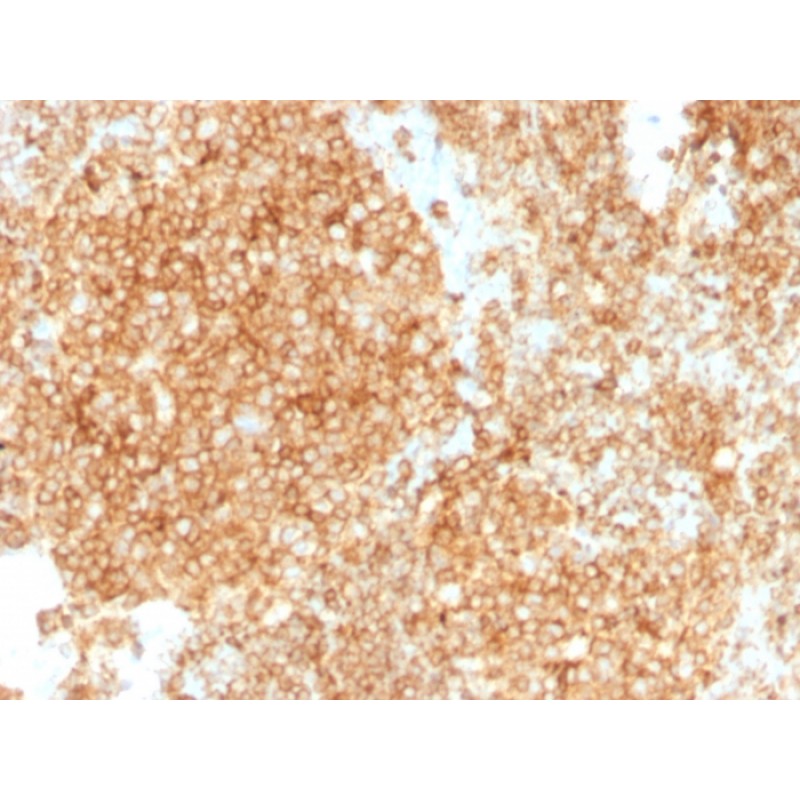 CD45 / LCA (Leucocyte Marker)(PTPRC/1147 + PTPRC/1460), CF488A conjugate, 0.1mg/mL
