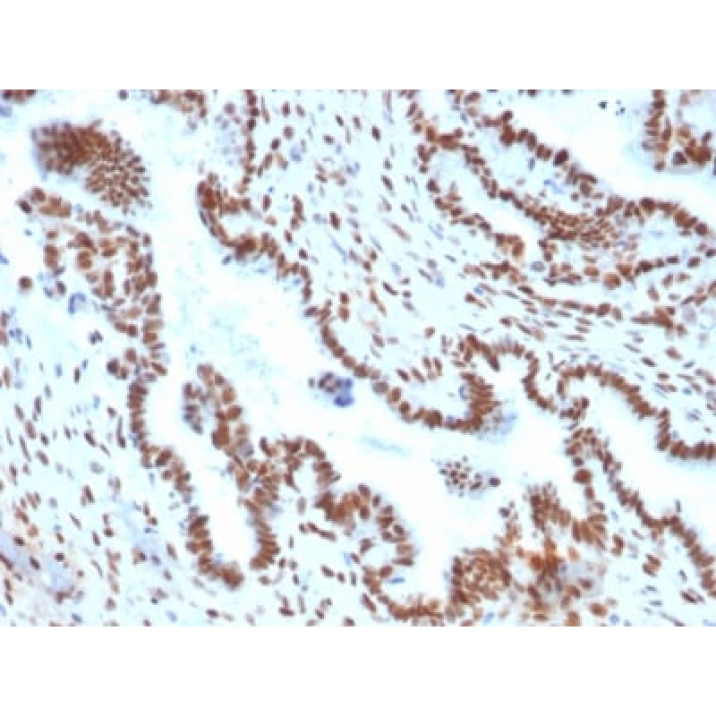 TLE1 (Synovial Sarcoma Marker) (TLE1/2051), CF488A conjugate, 0.1mg/mL