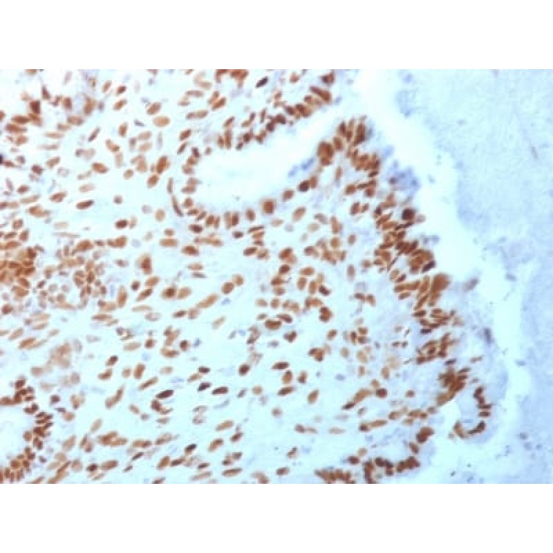 TLE1 (Synovial Sarcoma Marker) (TLE1/2062), CF488A conjugate, 0.1mg/mL