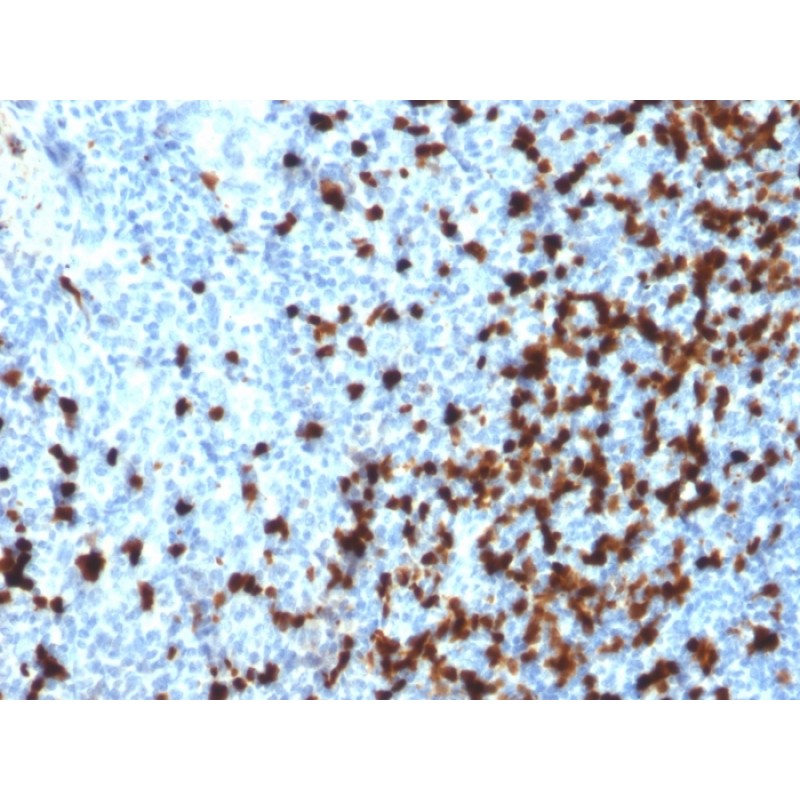 TCL1 (T-Cell Marker)(TCL1/2079), CF488A conjugate, 0.1mg/mL