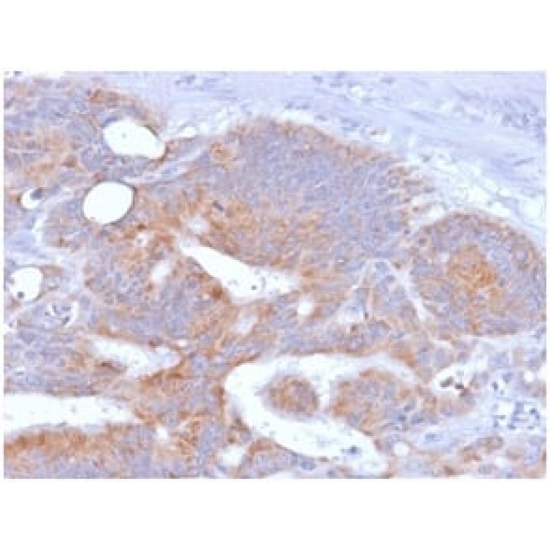 CD86 (Dendritic Cells Maturation Marker) (rC86/1146), CF488A conjugate, 0.1mg/mL