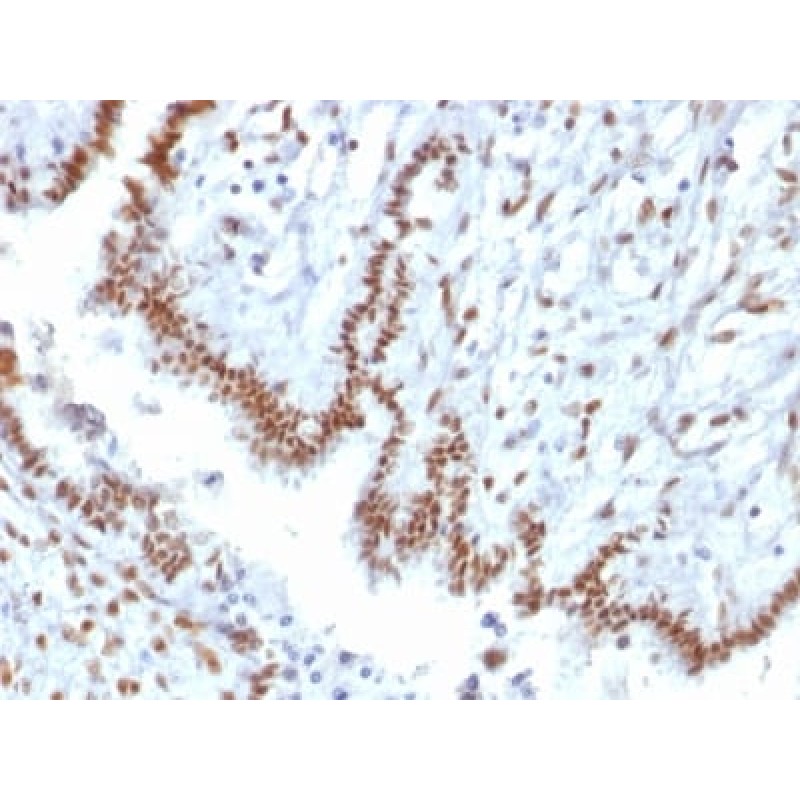TLE1 (Synovial Sarcoma Marker) (TLE1/2085), CF488A conjugate, 0.1mg/mL