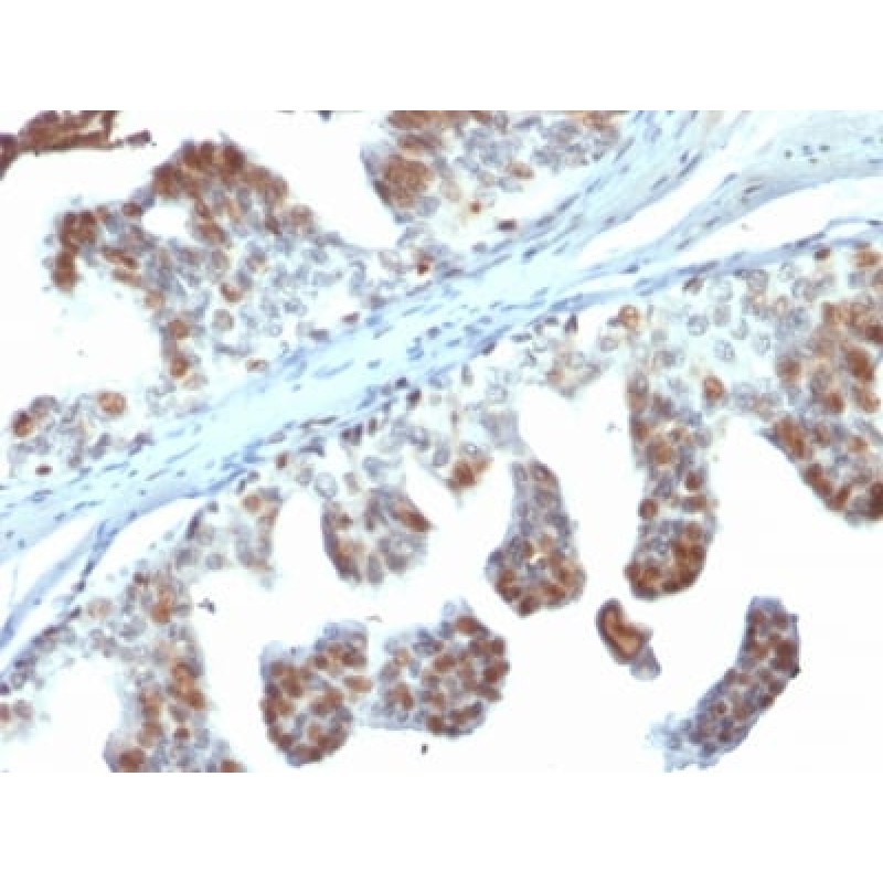 PTEN (Tumor Suppressor Oncoprotein) (PTEN/2110), CF488A conjugate, 0.1mg/mL