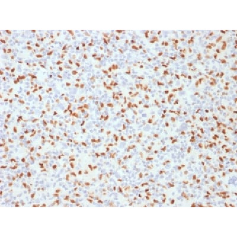 PU.1 (SPI-1) (B-Cell Marker) (PU1/2146), CF488A conjugate, 0.1mg/mL