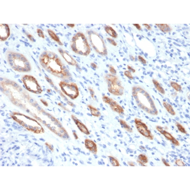 Occludin (Marker of Early Blood Brain Barrier Damage)(OCLN/2181), CF488A conjugate, 0.1mg/mL