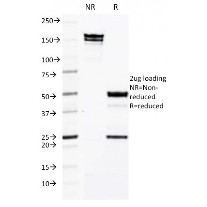 CD50 / ICAM3(CG106), CF488A conjugate, 0.1mg/mL