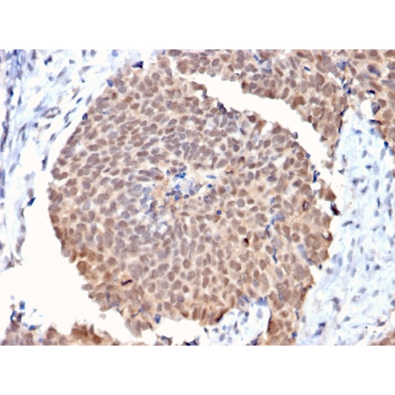 Fas (TNFRSF6) associated factor 1(CPTC-FAF1-2), CF488A conjugate, 0.1mg/mL