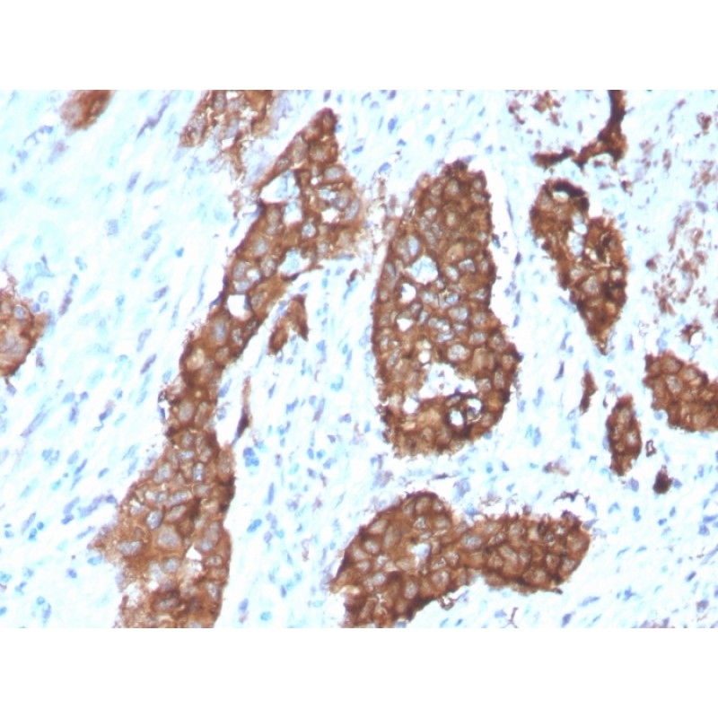 PDZ and LIM Domain 1(CPTC-PDLIM1-1), CF488A conjugate, 0.1mg/mL