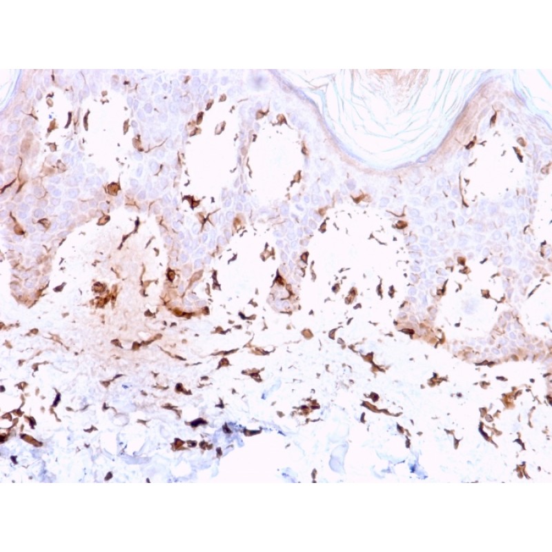 Collagen VII(LH7.2), CF488A conjugate, 0.1mg/mL