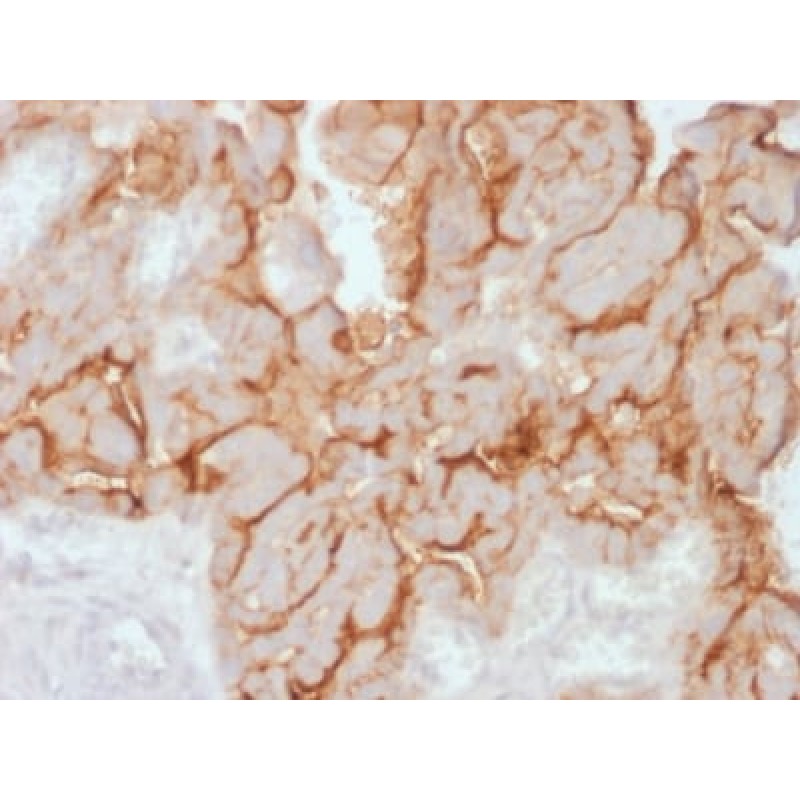 MUC16 / CA125 (Ovarian Carcinoma Marker) (OCA125/2349R), CF488A conjugate, 0.1mg/mL