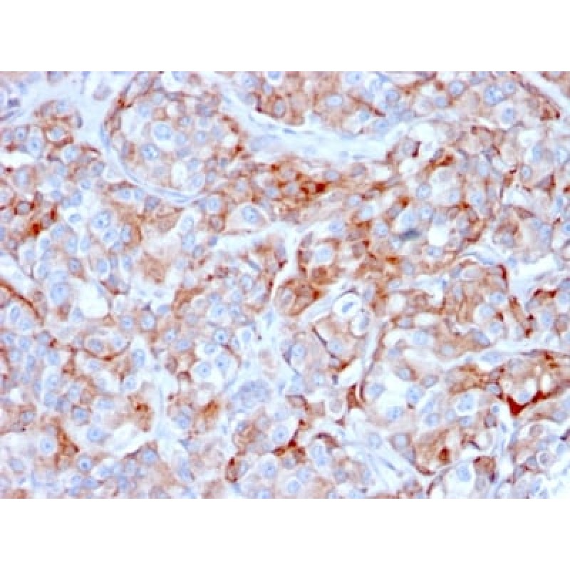 Biotium BNC882366-100, CD269 / TNFRSF17 / BCMA (B-Cell Maturation Protein) (BCMA/2366), CF488A conjugate, 0.1mg/mL