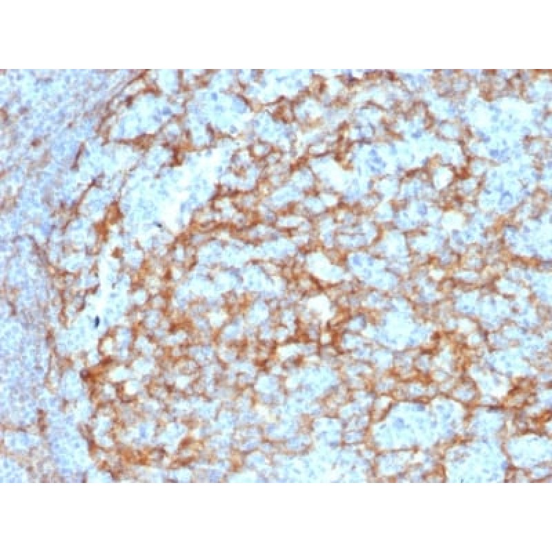 Biotium BNC882385-100, CD14 (Monocyte / Macrophage Marker) (LPSR/2385), CF488A conjugate, 0.1mg/mL