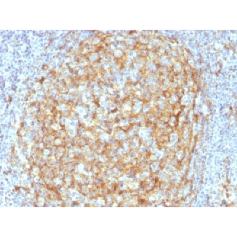 Biotium BNC882386-100, CD14 (Monocyte / Macrophage Marker) (LPSR/2386), CF488A conjugate, 0.1mg/mL