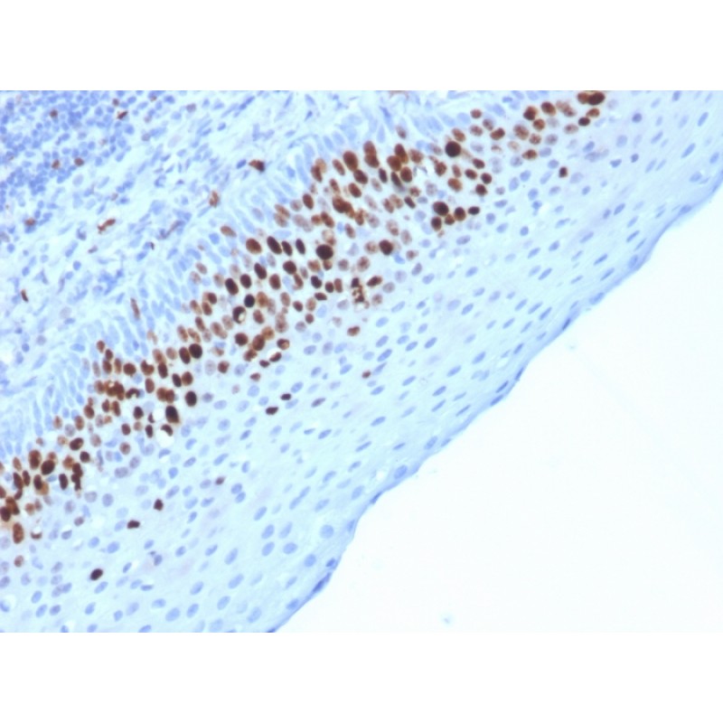 Ki-67 (Proliferating Cell Marker)(MKI67/2463), CF488A conjugate, 0.1mg/mL