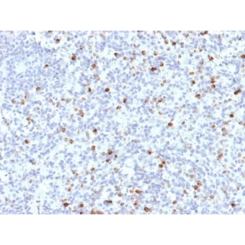 Perforin-1 (Pore Forming Protein) (Apoptosis Marker) (PRF1/2468), CF488A conjugate, 0.1mg/mL
