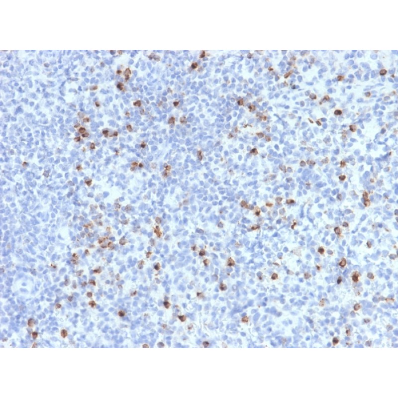 Perforin-1 (Pore Forming Protein) (Apoptosis Marker)(PRF1/2470), CF488A conjugate, 0.1mg/mL