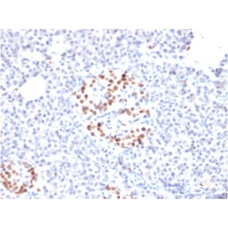 NKX6.1 (Marker for Pancreatic and Duodenal Neuroendocrine Tumors) (NKX61/2561), CF488A conjugate, 0.1mg/mL