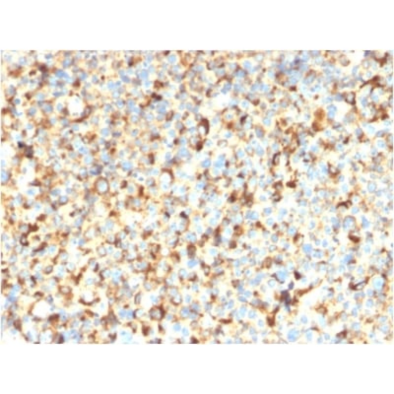 CD63 (Late Endosomes Marker) (rMX-49.129.5), CF488A conjugate, 0.1mg/mL