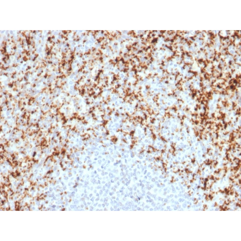 CD61 / Integrin 3 / Platelet Glycoprotein IIIa (Platelet Marker)(ITGB3/2597), CF488A conjugate, 0.1mg/mL