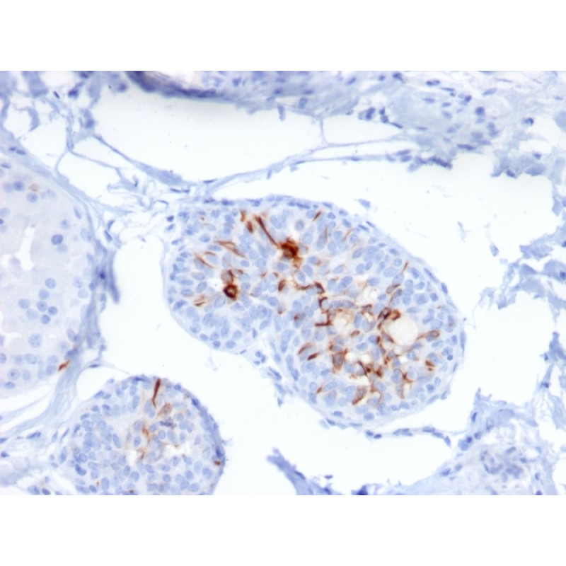 ZNF690 / ZSCAN29(ZSCAN29/2610), CF488A conjugate, 0.1mg/mL