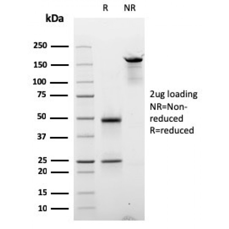 Cyclin D2(CCND2/2620), CF488A conjugate, 0.1mg/mL