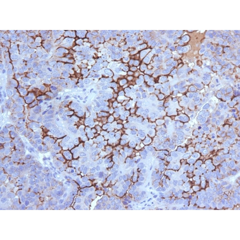 MUC16 / CA125 (Ovarian Carcinoma Marker)(500000000000), CF488A conjugate, 0.1mg/mL