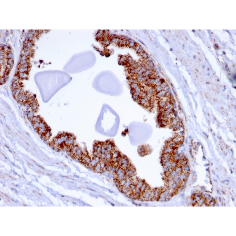 PMEPA1 / TMEPAI (Tumor Suppressor Oncoprotein)(PMEPA1/2696), CF488A conjugate, 0.1mg/mL