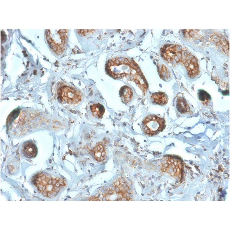 Laminin Receptor / RPSA (Marker of Metastatic Potential)(RPSA/2699), CF488A conjugate, 0.1mg/mL