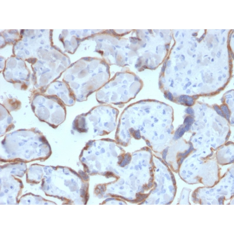 PAPP-A / Pappalysin-1 (Marker of Atherosclerosis and Aneuploid Fetus)(PAPPA/2716), CF488A conjugate, 0.1mg/mL