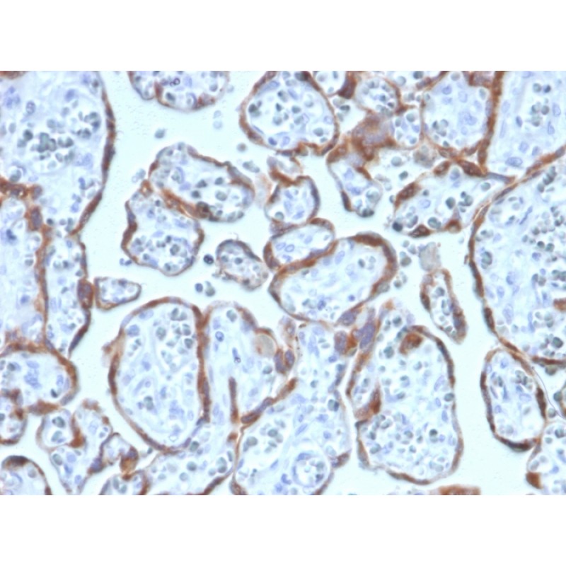 PAPP-A / Pappalysin-1 (Marker of Atherosclerosis and Aneuploid Fetus)(PAPPA/2717), CF488A conjugate, 0.1mg/mL