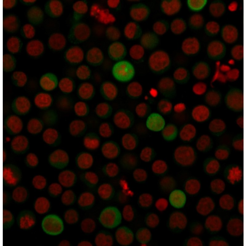 PD-L1 / PDCD1LG1 / CD274 / B7-H1 (Cancer Immunotherapy Target)(PDL1/2743), CF488A conjugate, 0.1mg/mL