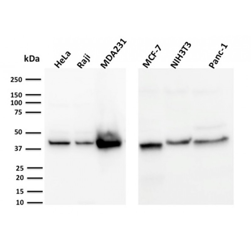 PD-L1 / PDCD1LG1 / CD274 / B7-H1 (Cancer Immunotherapy Target)(PDL1/2744), CF488A conjugate, 0.1mg/mL