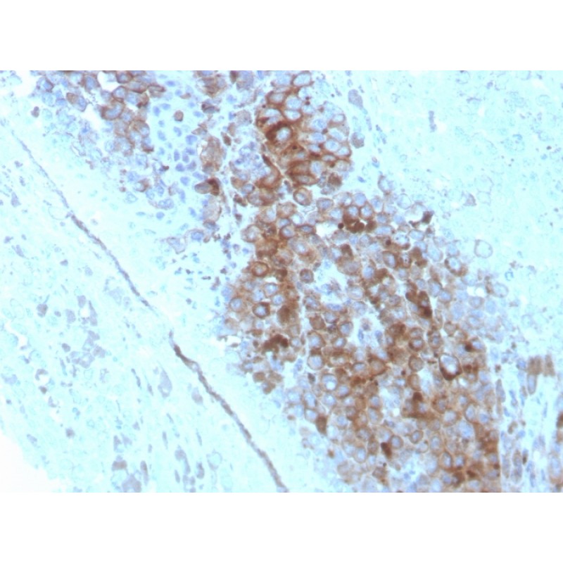 CD63 (Late Endosomes Marker)(LAMP3/2789), CF488A conjugate, 0.1mg/mL