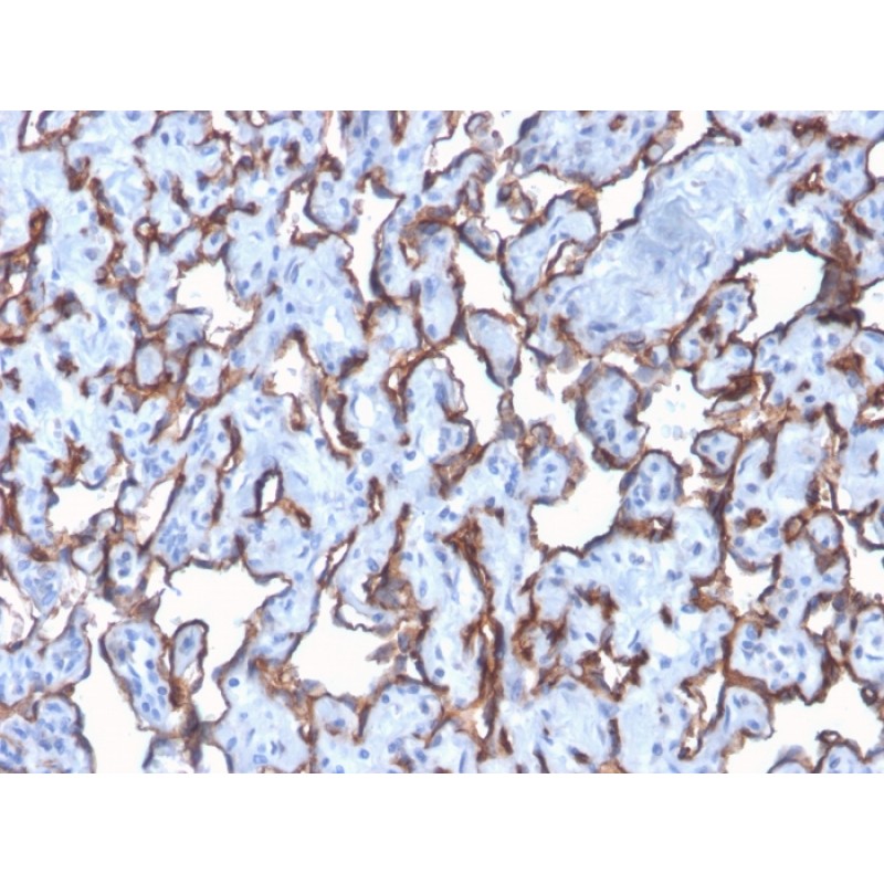 Biotium BNC882876-100, CD31 / PECAM-1 (Endothelial Cell Marker)(C31/2876R), CF488A conjugate, 0.1mg/mL