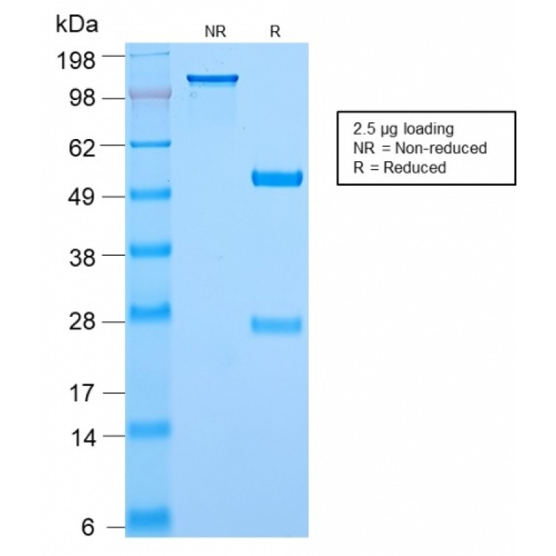 Biotium BNC882895-100, c-Myc Oncoprotein(MYC2895R), CF488A conjugate, 0.1mg/mL