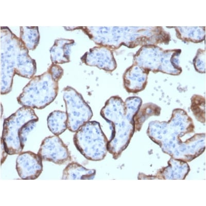 Biotium BNC882899-100, Alkaline Phosphatase (Placental) / PLAP (Germ Cell Tumor Marker) (ALPP/2899R), CF488A conjugate, 0.1mg/mL