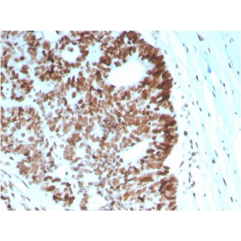 MSH6 (DNA Mismatch Repair Protein)(MSH6/2927), CF488A conjugate, 0.1mg/mL