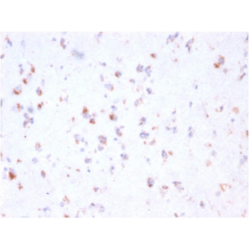 FCGRT / FcRn (IgG Transporter)(FCGRT/2932), CF488A conjugate, 0.1mg/mL