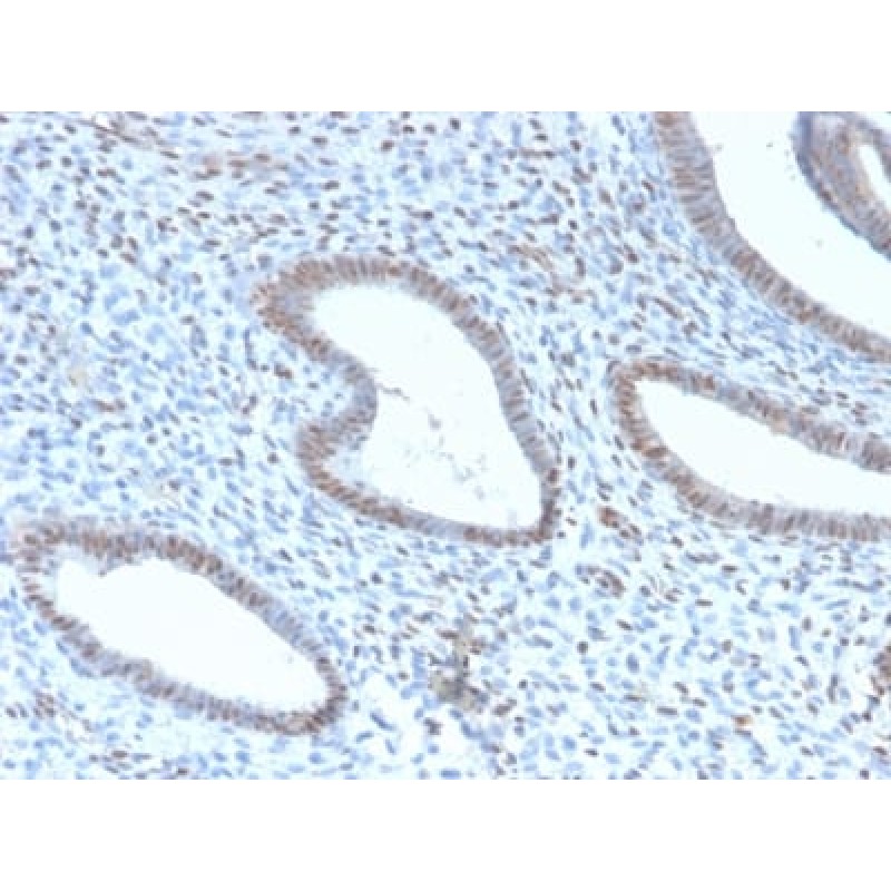 TLE1 (Synovial Sarcoma Marker) (TLE1/2946R), CF488A conjugate, 0.1mg/mL