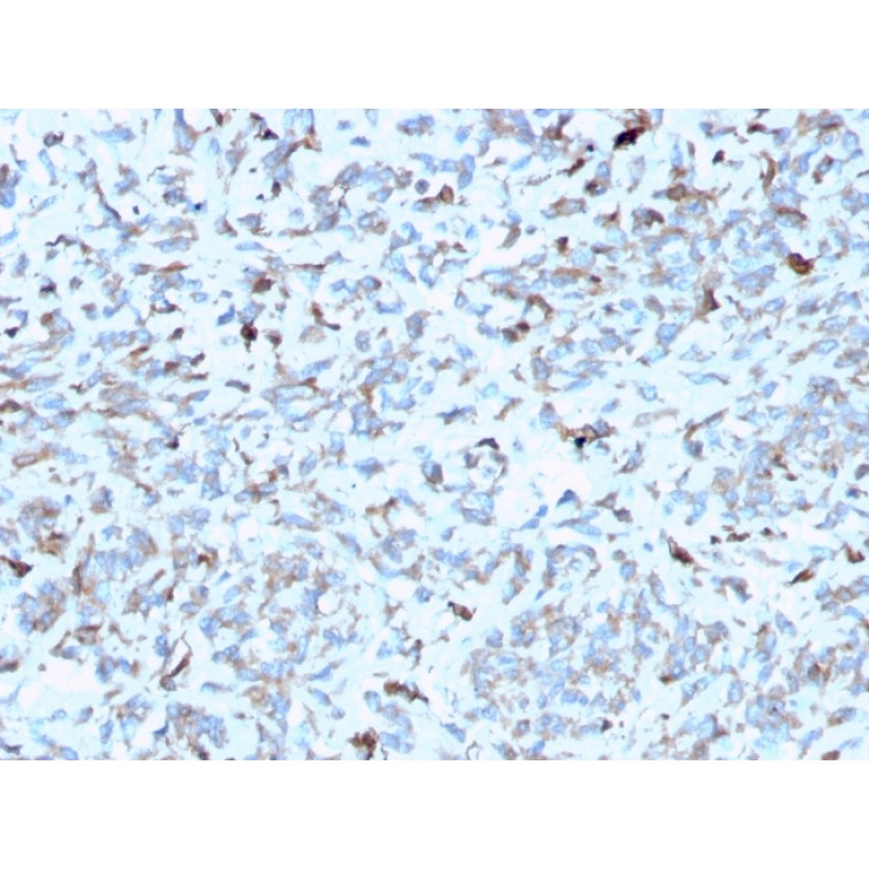Biotium BNC882952-100, C1QA / Complement C1q A-Chain(C1QA/2952), CF488A conjugate, 0.1mg/mL