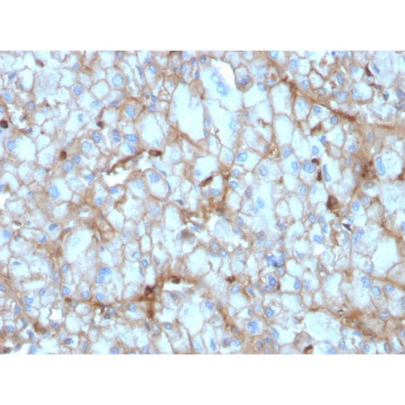 Biotium BNC882954-100, C1QA / Complement C1q A-Chain(C1QA/2954), CF488A conjugate, 0.1mg/mL