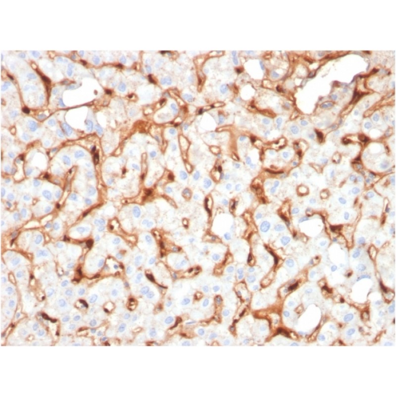 Biotium BNC882965-100, C1QB / Complement C1q B-Chain(C1QB/2965), CF488A conjugate, 0.1mg/mL
