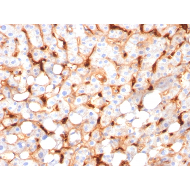 Biotium BNC882966-100, C1QB / Complement C1q B-Chain(C1QB/2966), CF488A conjugate, 0.1mg/mL