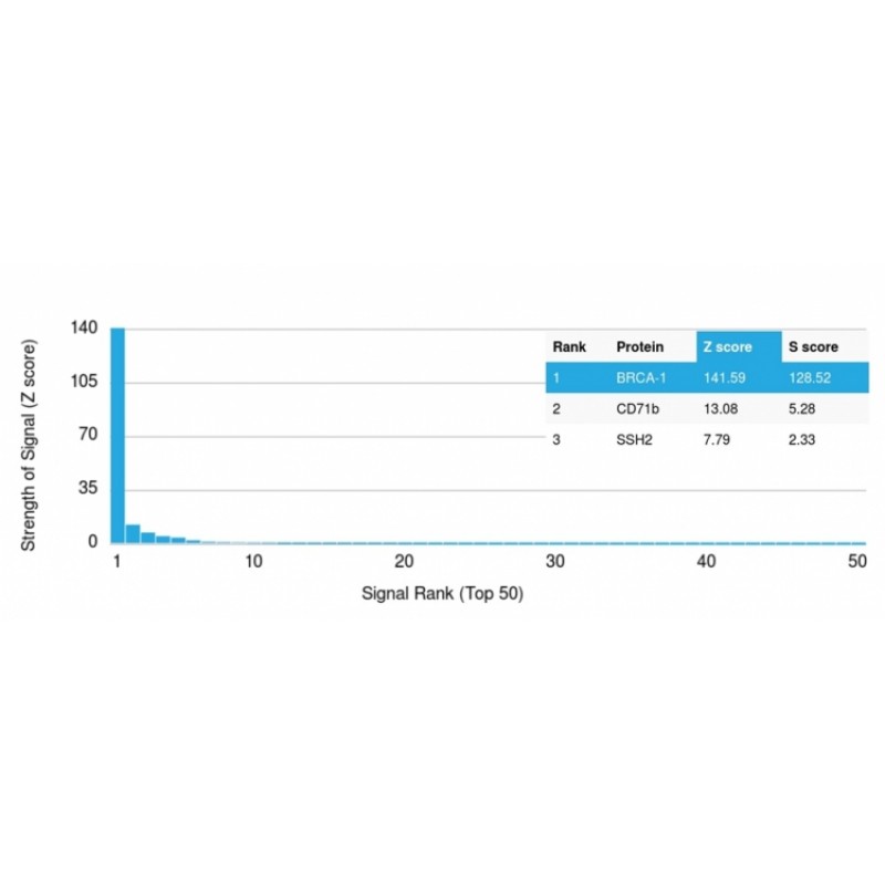 Biotium BNC882985-100, BRCA1 (Breast Marker)(BRCA1/2985), CF488A conjugate, 0.1mg/mL